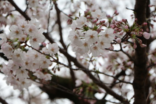 みつわ屋NEWS「今年も桜が咲きました」