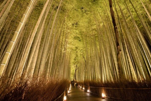 みつわ屋スタッフYukaがおすすめする京都日帰り旅行”竹林の小径”