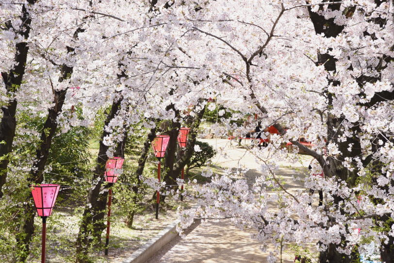 春を告げる高津宮の桜まつり｜みつわ屋