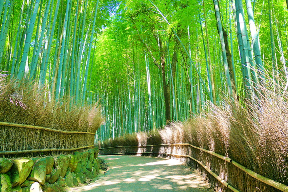 嵐 山 の 竹 林 