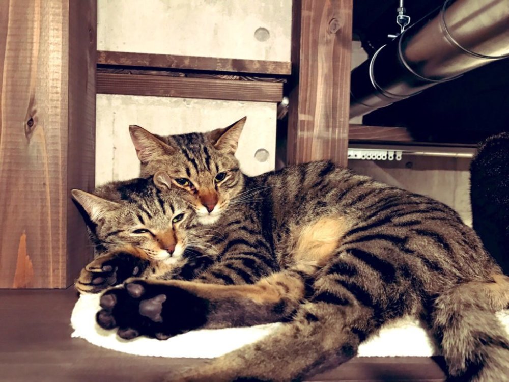 みつわ屋スタッフNanamiおすすめ大阪カフェスポット「保護猫カフェneu。」6