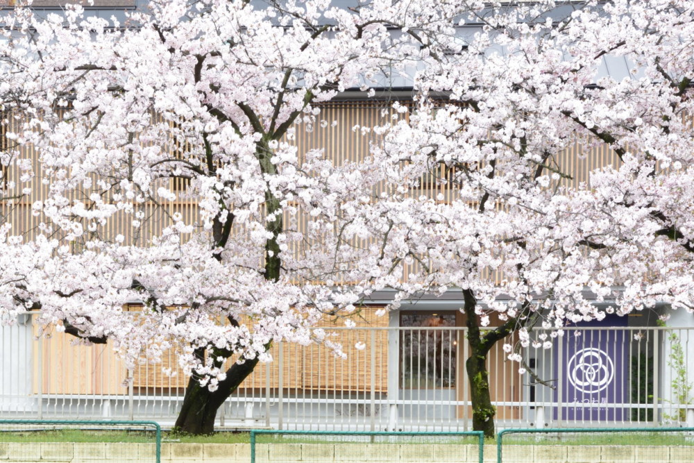 大阪のゲストハウスは桜で満開