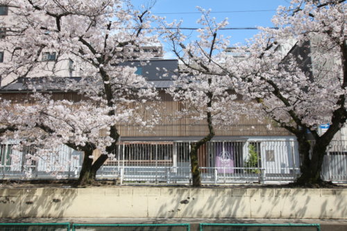 みつわ屋スタッフMakoのジャーナル"今年も桜が綺麗です”