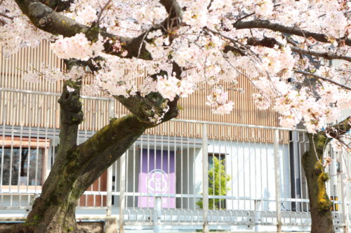 みつわ屋スタッフMakoのジャーナル"今年も桜が綺麗です”