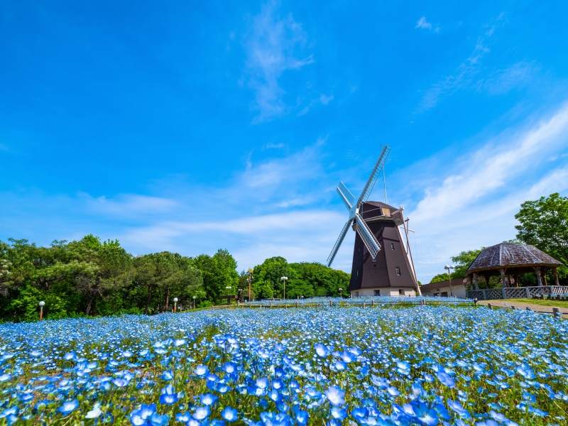 Mitsuwaya Staff Nanami's recommendation for a park in Osaka