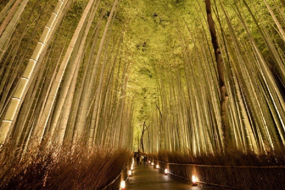 Mitsuwaya Staff Yuks's Recommendation Kyoto One Day Trip "Bamboo Forest Path"