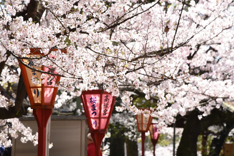 HANAMI at the hole-in-the-wall place with excellent cherry blossom｜MITSUWAYA
