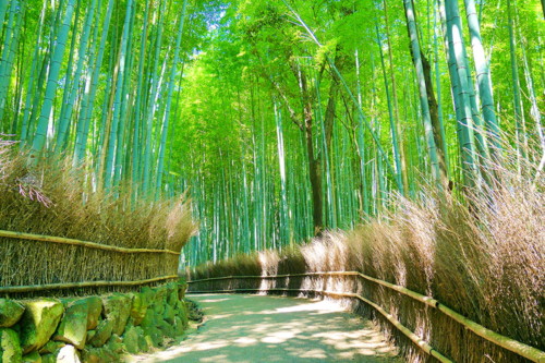 Bamboo Grove in Arashiyama