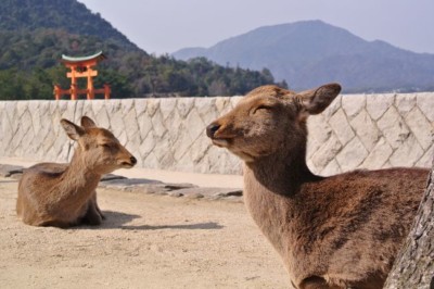 Mitsuwaya Staff Mako's Recommendation "Grate Torii With Deers"